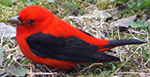 scarlet tanager