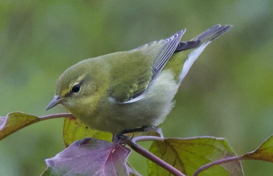 Tennessee Warbler image not found