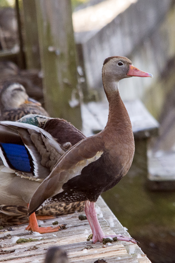 whistling duck