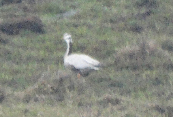 Black-necked Crane