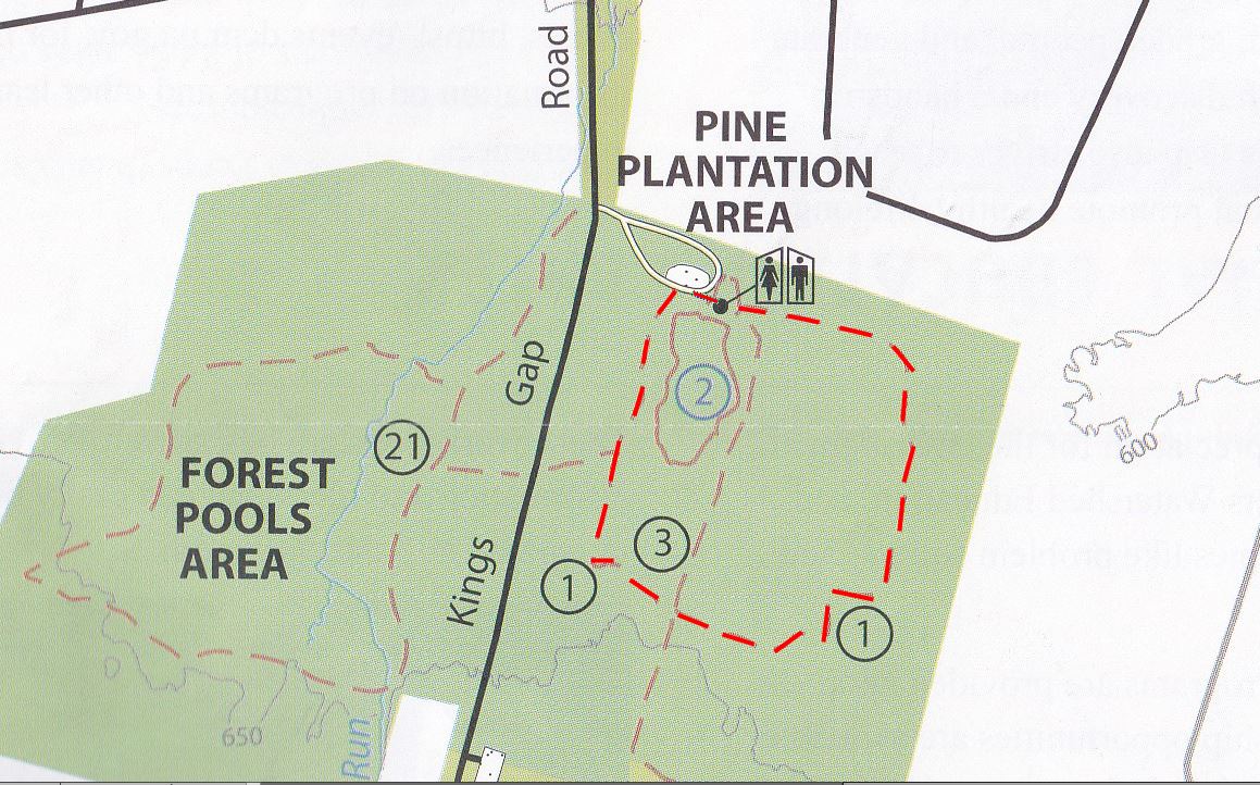 KG-PinePlantationtrail