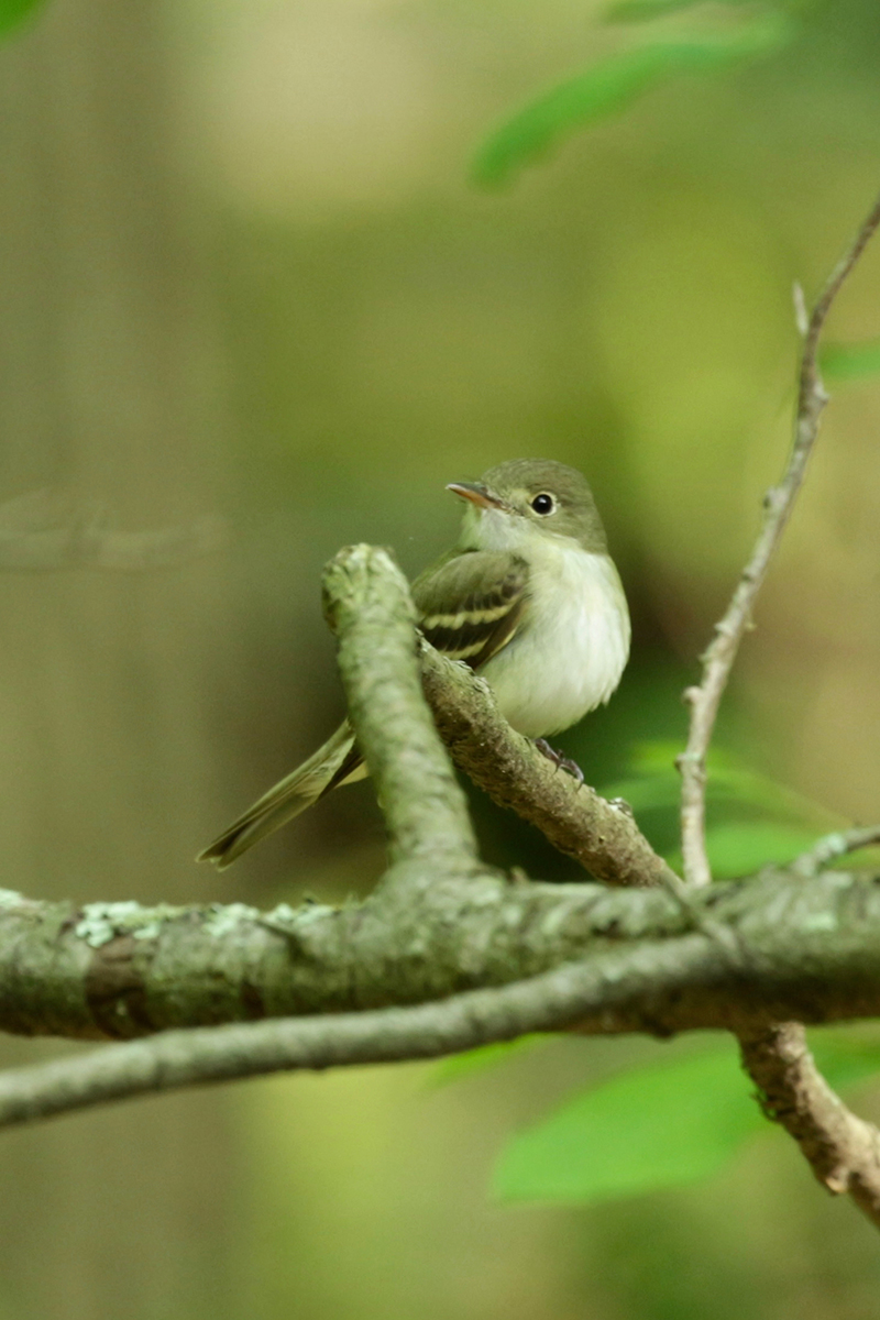 Acadian Flycatcher