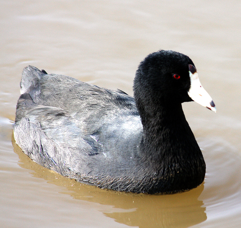American Coot