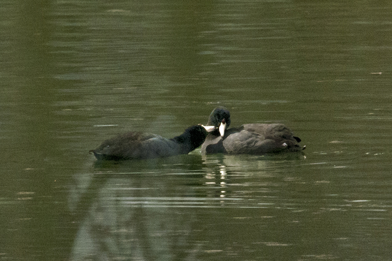 American Coot