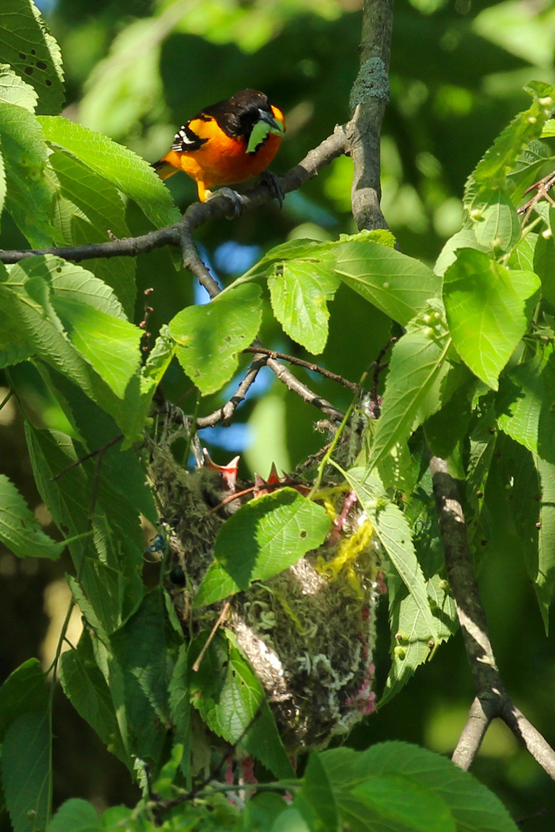 Baltimore Oriole