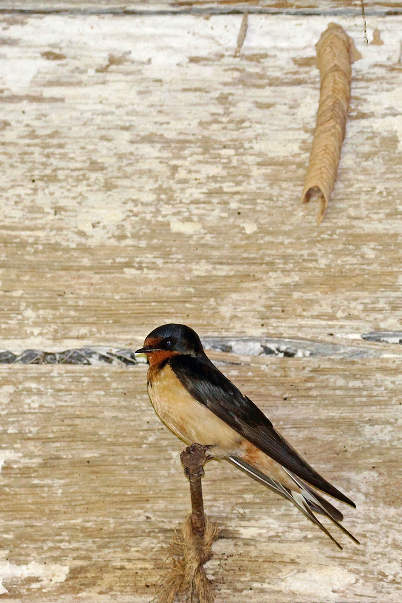 Barn Swallow