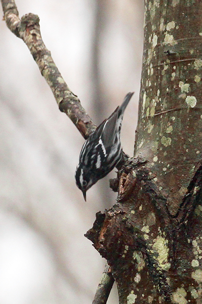 BandW Warbler