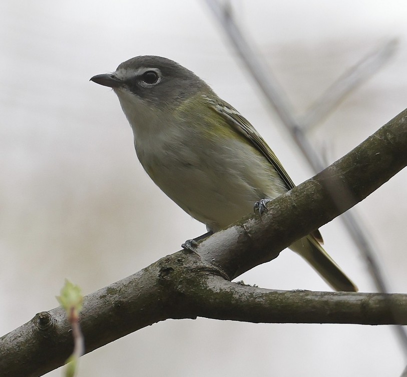 Blue-headed Vireo3 image not found
