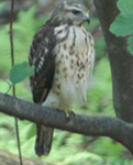 broad-winged hawk