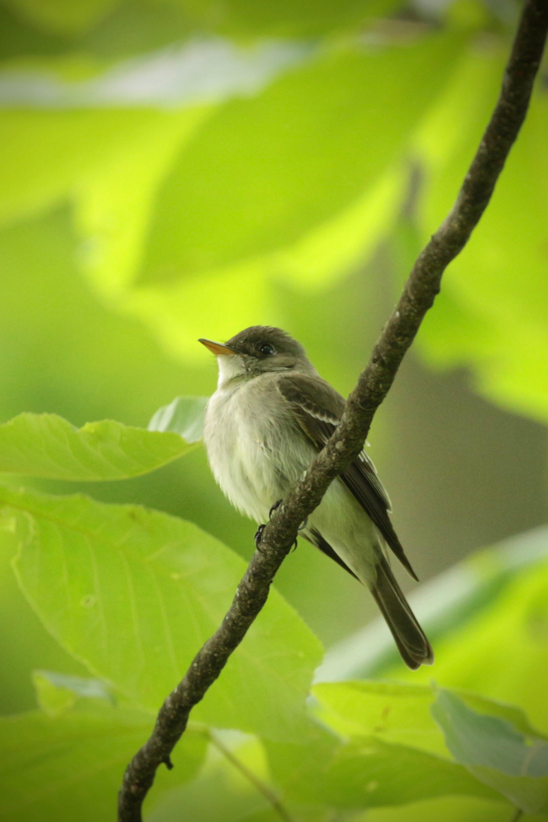 Eastern Wood-Peewee