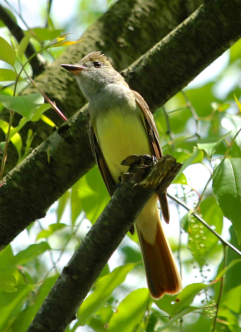 Great Crested Flycatcher
