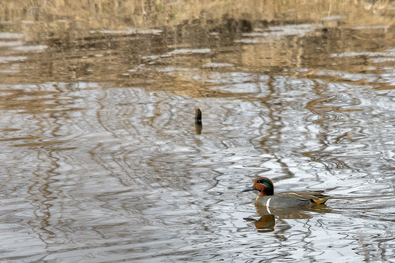 Green-winged Teal