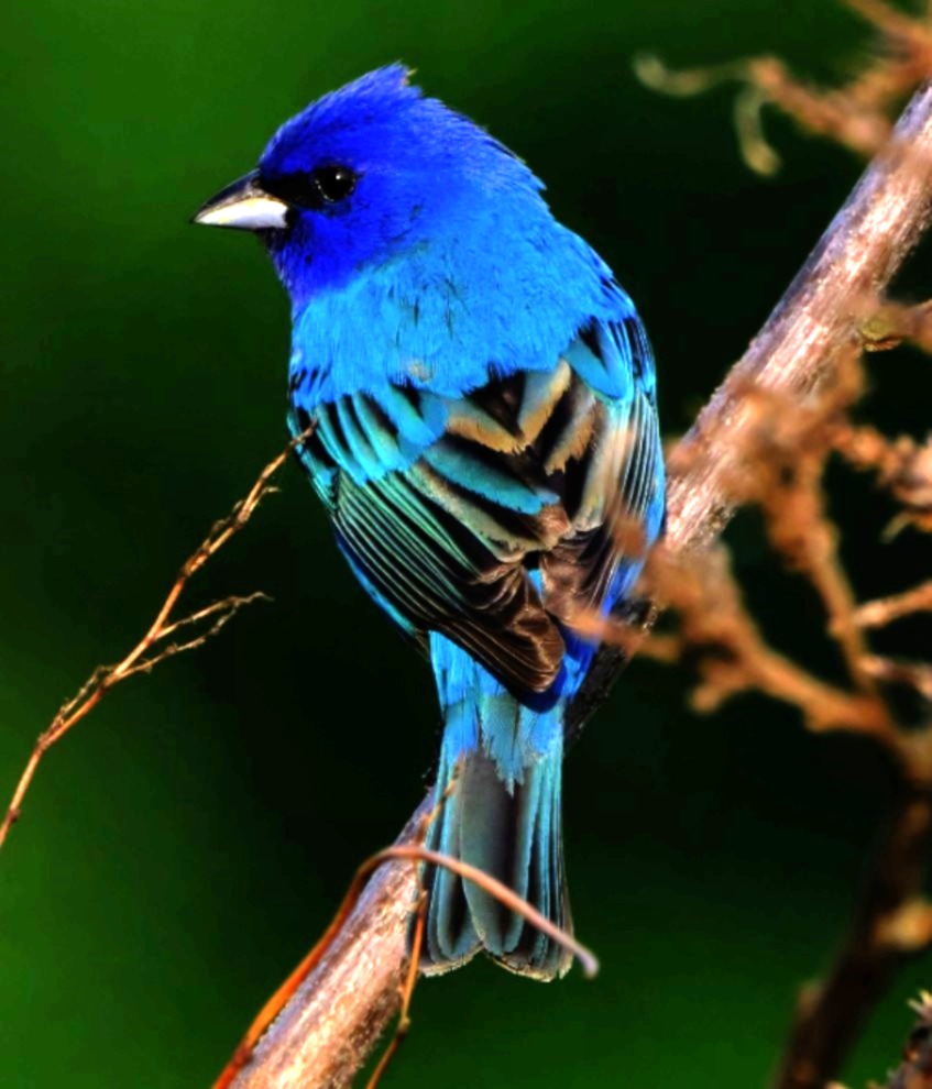 Indigo Bunting 7 image not found