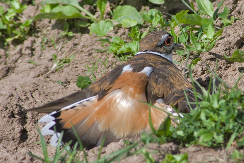 Killdeer