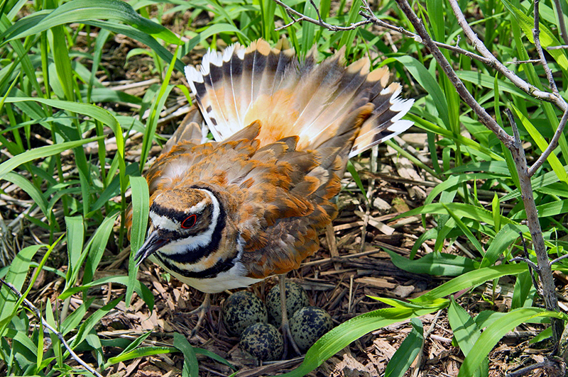 Killdeer