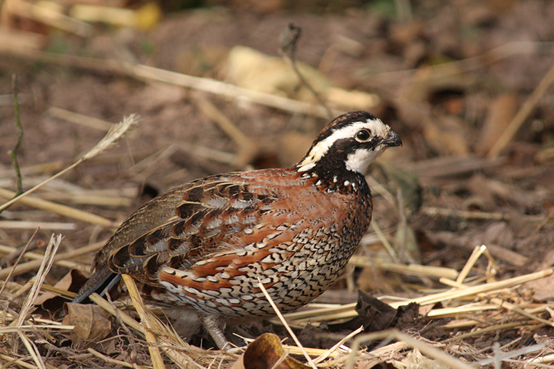 bNorthern Bobwhite