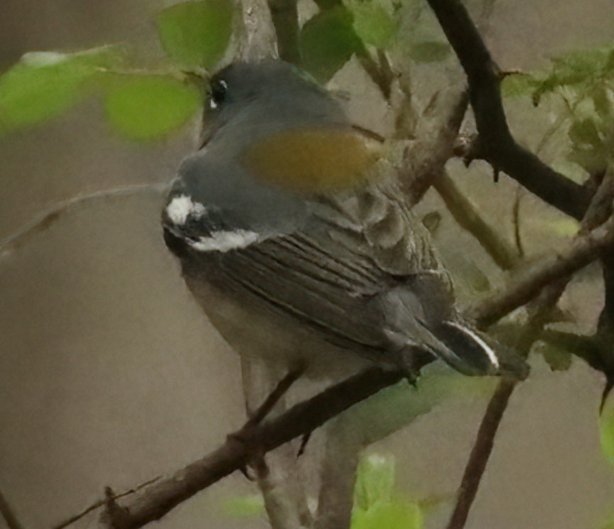 Northern Parula3 image not found