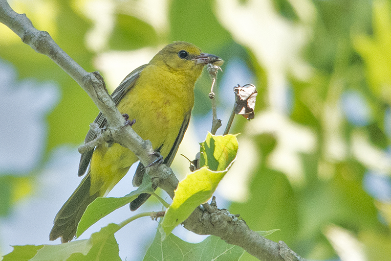 Orchard Oriole
