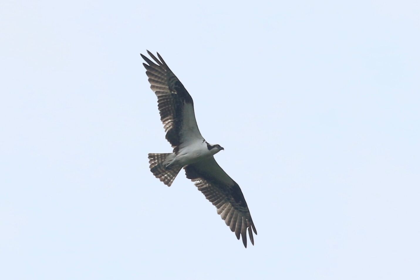 Osprey