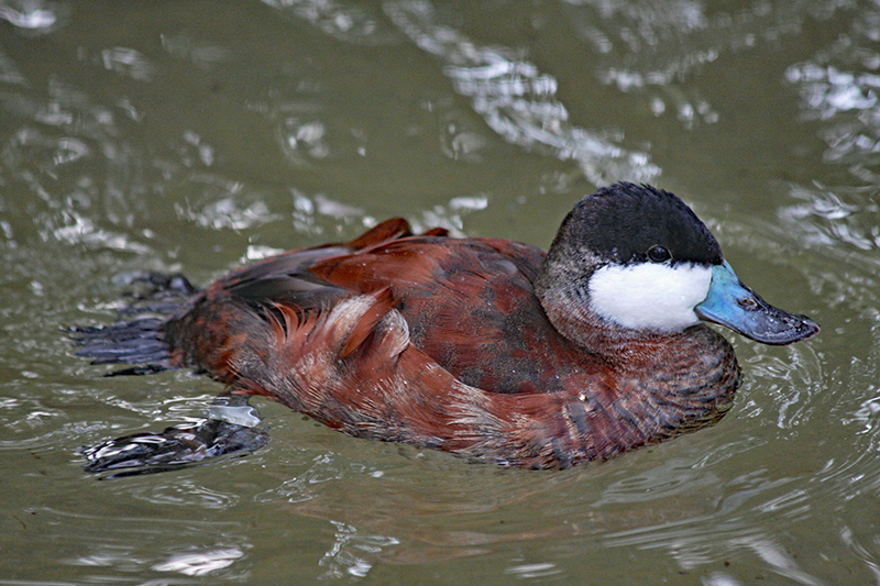 Ruddy Duck