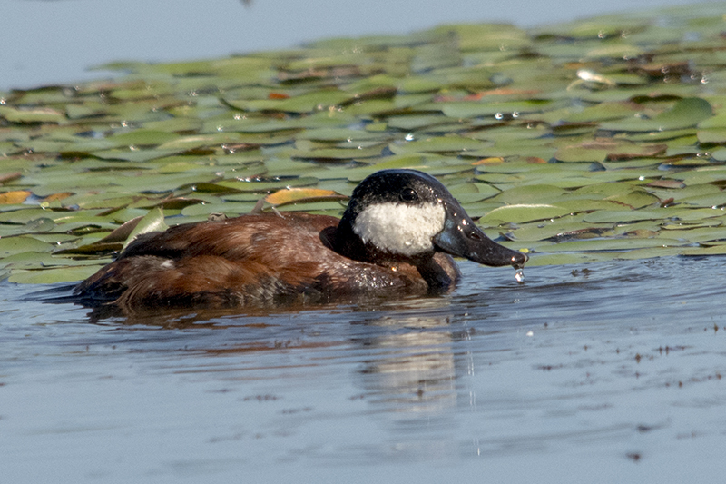 Ruddy Duck