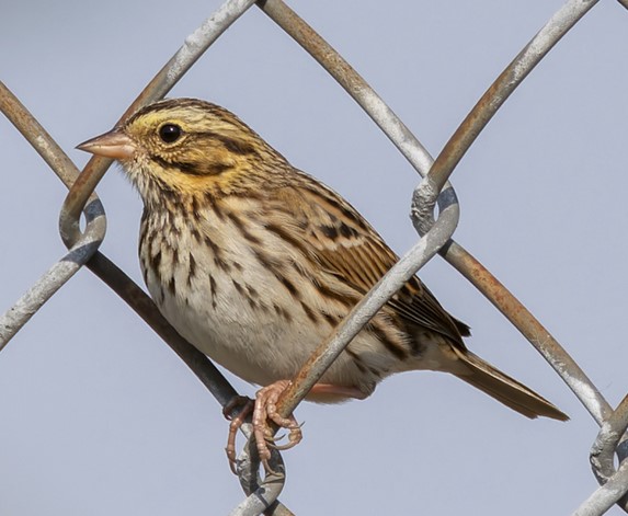 Savannah Sparrow image not found