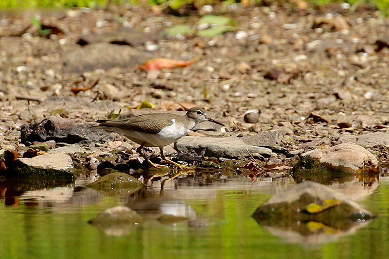Spotted Sandpiper