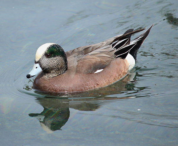 Widgeon 2