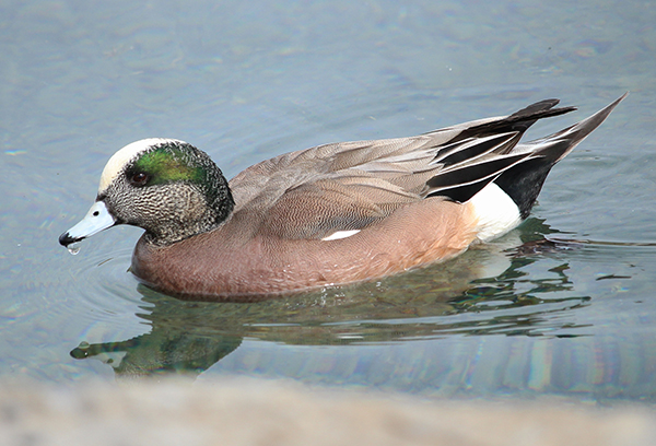Widgeon 3