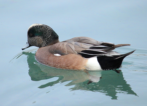 Widgeon 4